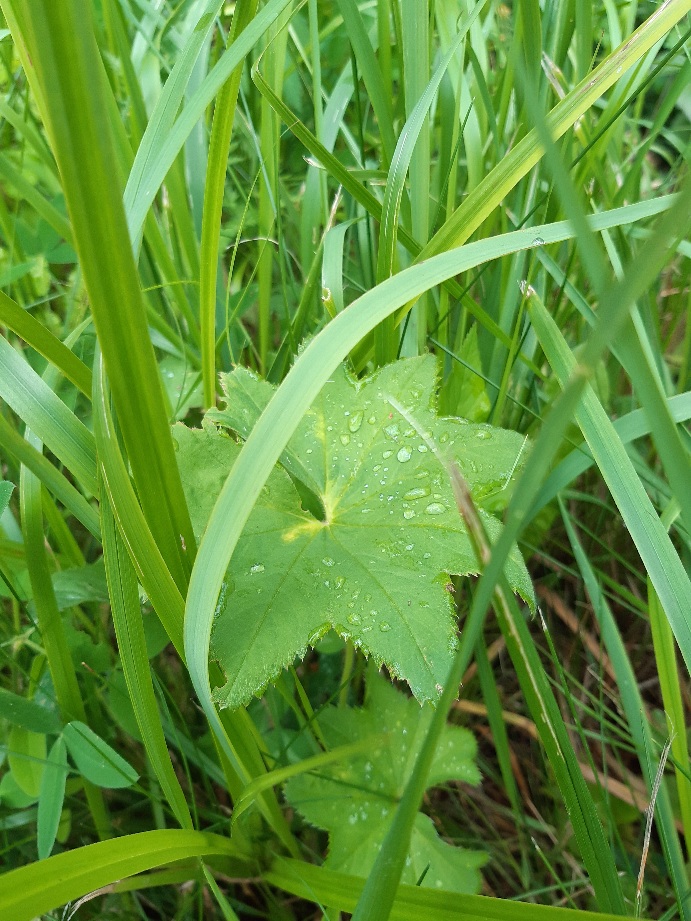 Runon ja suven päivä