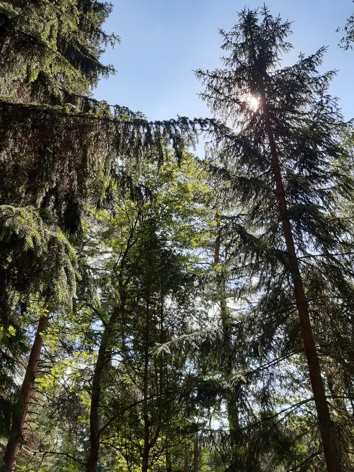 Kuusenkerkkäsiirappi