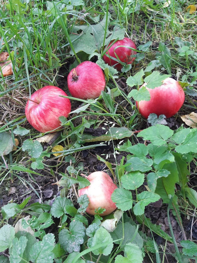 Omenahilloa ja oivalluksia