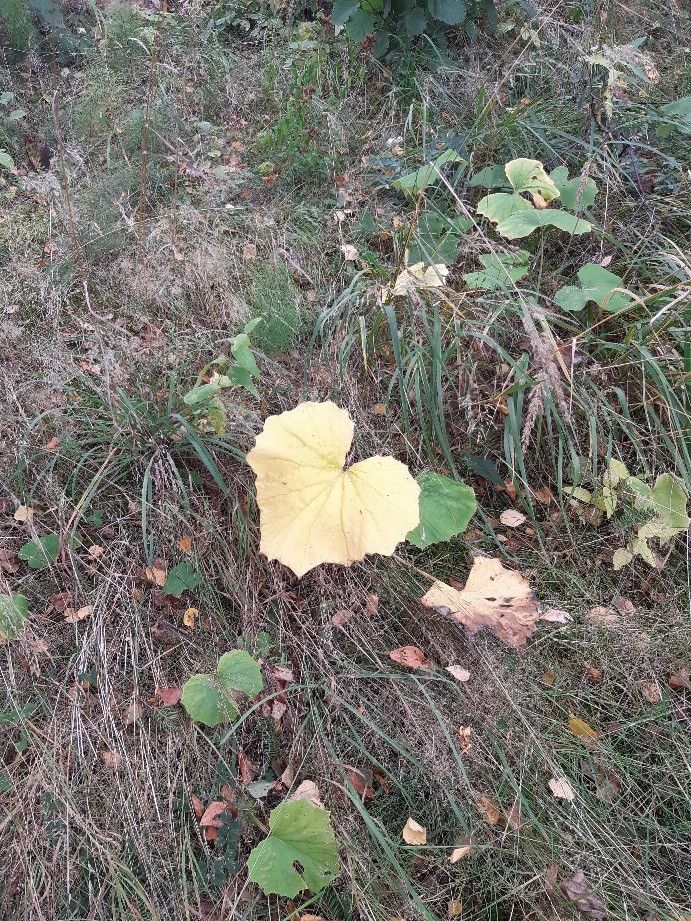 Positiivisuuskertoimet